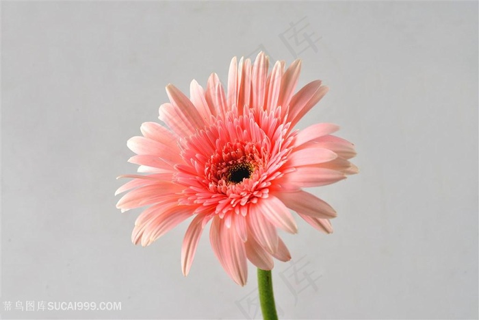 淡红粉色非洲菊鲜花图片