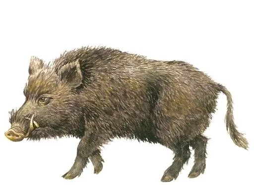 野猪 PNG免抠(676x494)