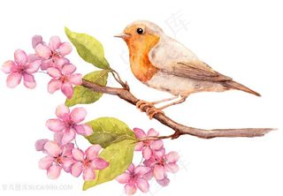 水彩小鸟插画