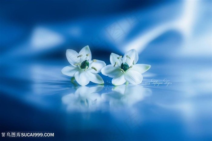 高清唯美白色小花鲜花图片