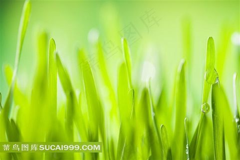 清晨嫩绿的绿叶