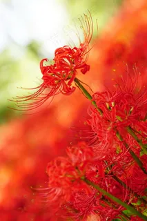 盛开的彼岸花图片 盛开的彼岸花图片