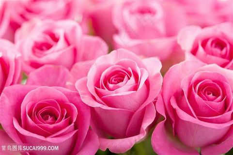 高清唯美粉色玫瑰花图片