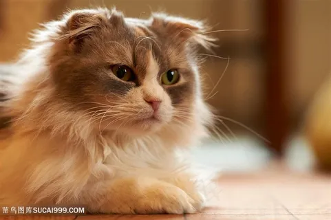 趴着的萌猫咪图片