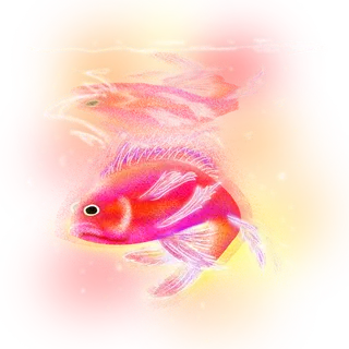 锦鲤 (27) 锦鲤 (27)