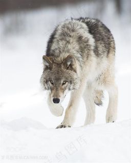 唯美野生动物吃食物的狼图片
