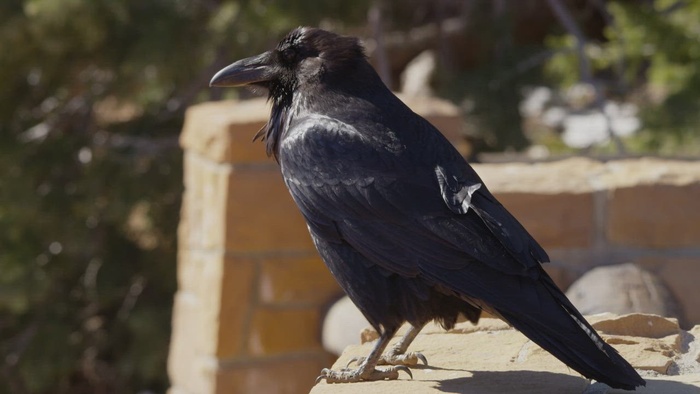 站在屋顶上的黑鸟