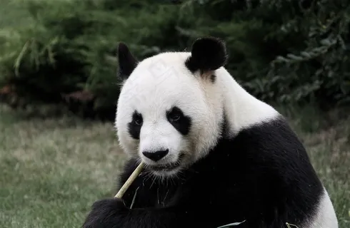 可爱的熊猫图片 可爱的熊猫图片