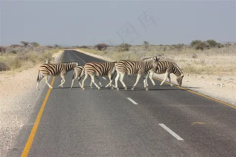 横跨公路的斑马