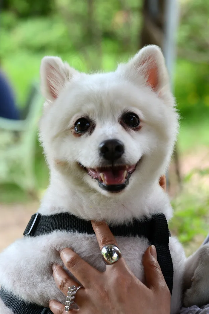 白色小博美犬图片