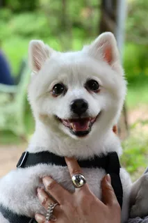 白色小博美犬图片 白色小博美犬图片