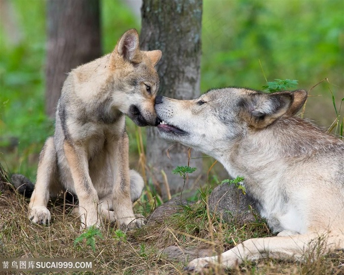 亲吻的母狼与小狼图片
