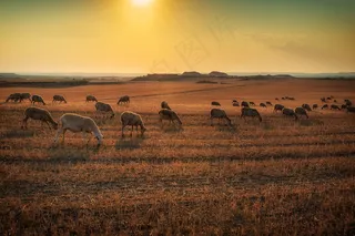 黄昏麦田非主流图片
