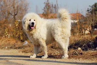 可爱的藏獒图片下载