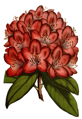 复古手绘植物花卉玫瑰花PNG免扣图案高清图片PS设计素材图