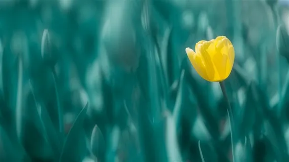 花中贵族黄色郁金香高清图