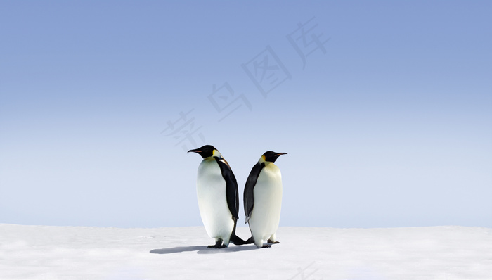 高清可爱企鹅图片下载
