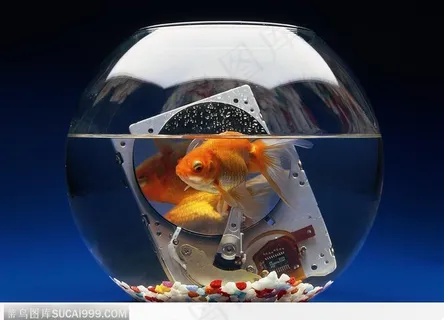 光盘 光驱 金鱼 鱼缸