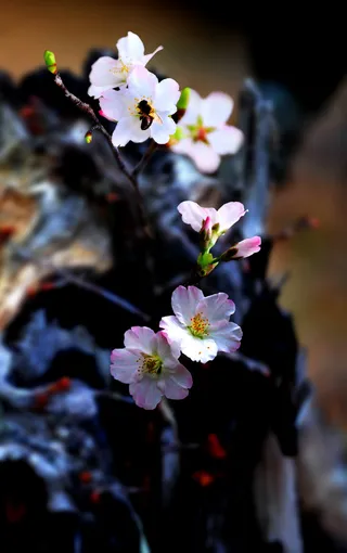 高清古典桃花图片下载
