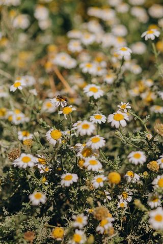 白色纯洁雏菊摄影素材