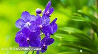 蓝色的兰花图片欣赏