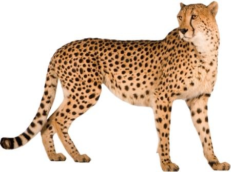 猎豹 PNG免抠(450x336)