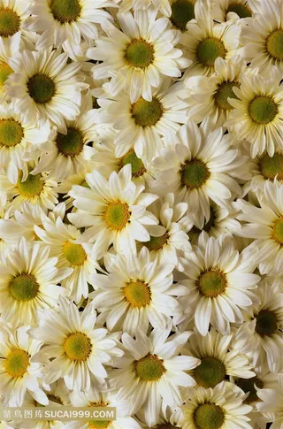白色小雏菊摄影大图