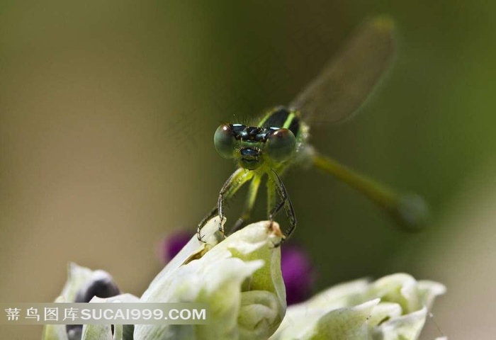 花朵上的蜻蜓