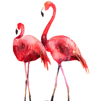 两只火烈鸟