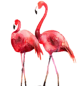 两只火烈鸟