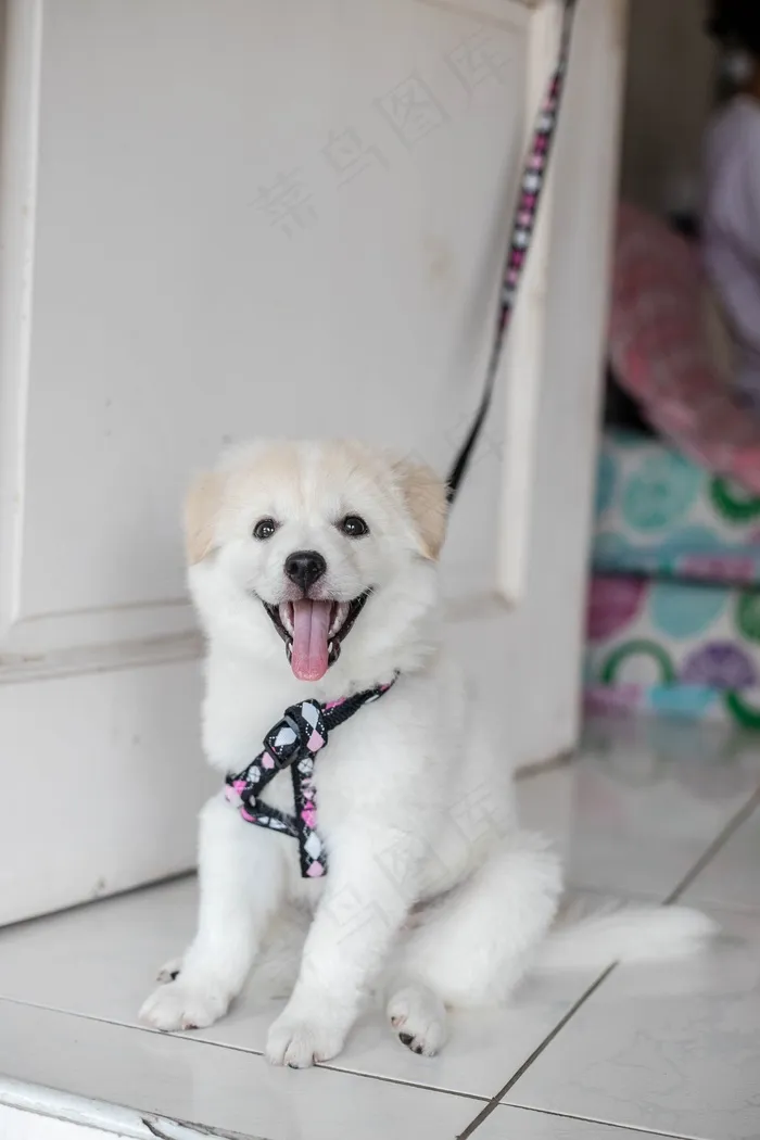 白秋田犬图片