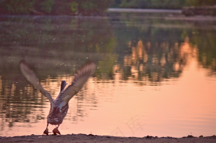 河边水风光展翅欲飞的飞鸟