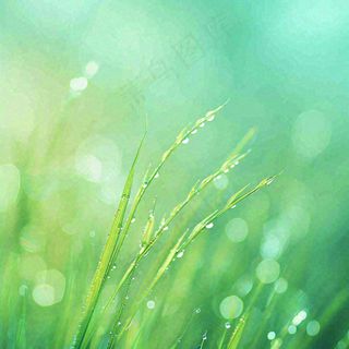 春天草地绿芽雨水露珠阳光，春分谷雨雨水白露摄影图