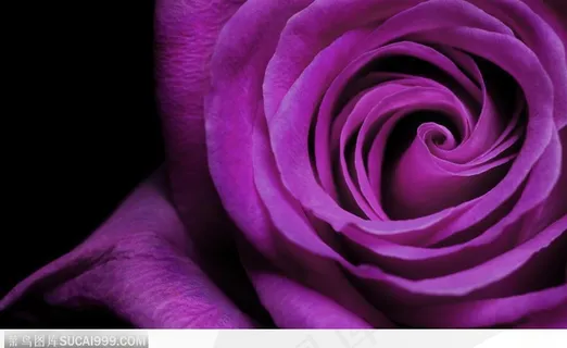 花卉特写-漂亮的紫色玫瑰花瓣 花卉特写-漂亮的紫色玫瑰花瓣