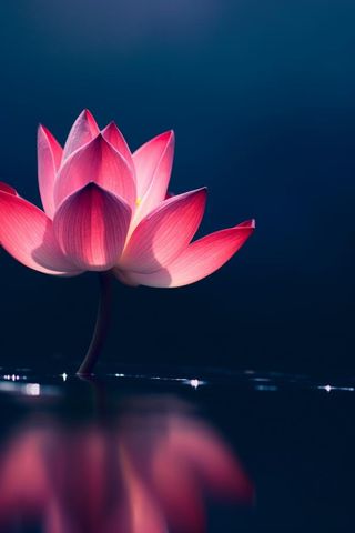 粉色唯美莲花大气背景