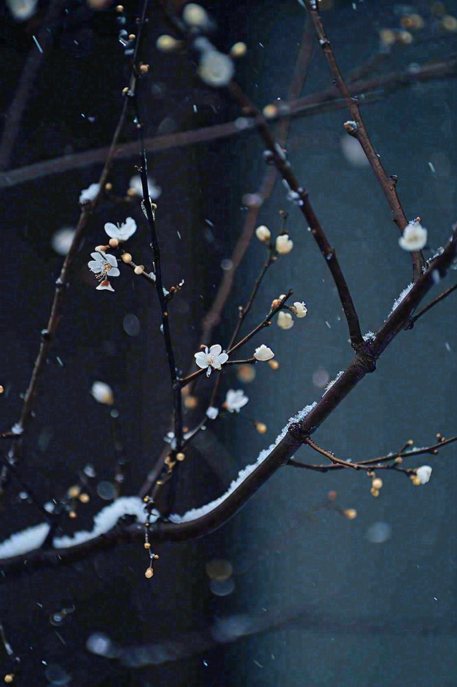 冬天雪花枝叶植物简约意境，冬季小雪大雪冬至摄影图(896x1344)