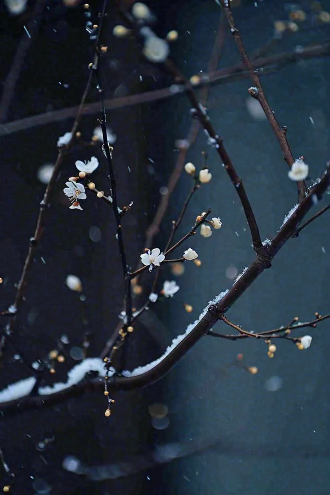 冬天雪花枝叶植物简约意境，冬季小雪大雪冬至摄影图(896x1344)