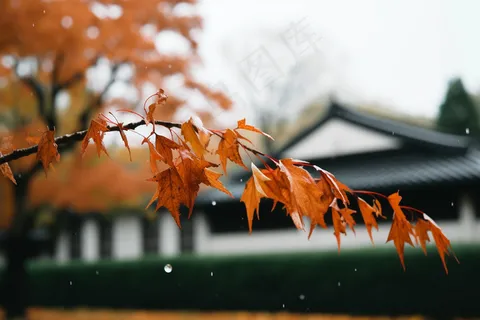 秋末雨过红枫叶苏州庭院风景摄影图