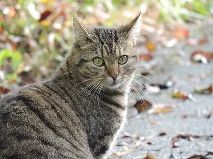 可爱猫咪 动物 素材 奶萌 (62) 可爱猫咪 动物 素材 奶萌 (62)