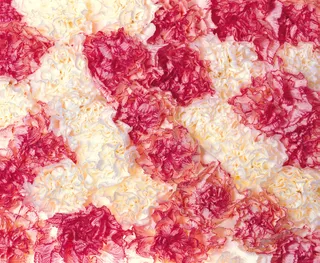 康乃馨背景图片下载