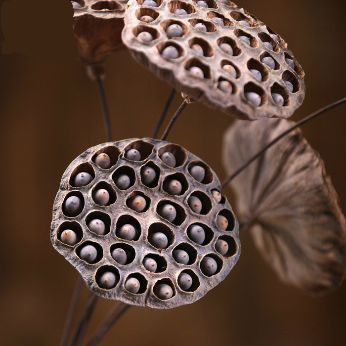 简约装饰莲蓬文艺范摄影图