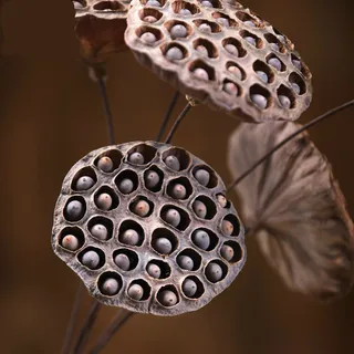 简约装饰莲蓬文艺范摄影图