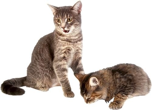 小猫png图片,免费下载图片免抠(360x362)