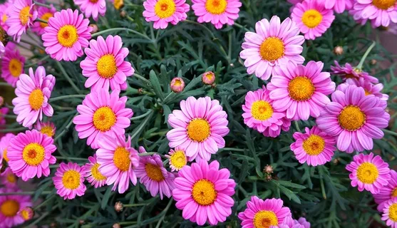 粉红色菊花盛开图片 粉红色菊花盛开图片
