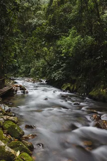高清晰森林石头小溪壁纸 高清晰森林石头小溪壁纸