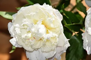 白色牡丹花朵摄影图片