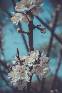 梅花手机壁纸图片 梅花手机壁纸图片