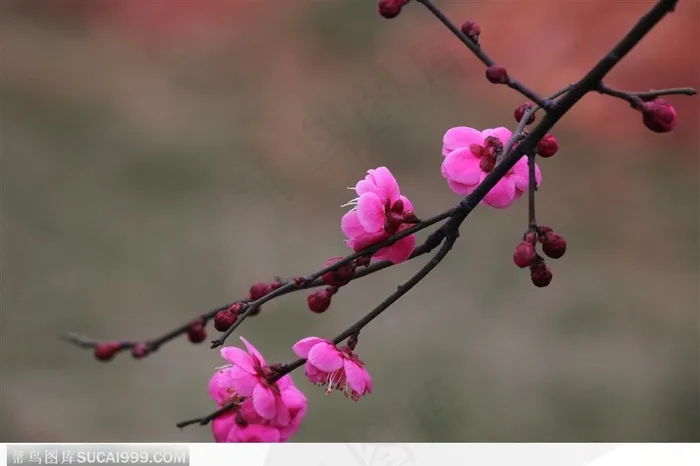 梅花情缘-斜下的粉色梅花