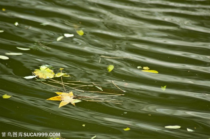 水波波纹 秋叶碧波
