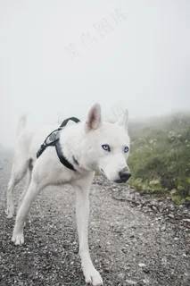 白色哈士奇高清图片